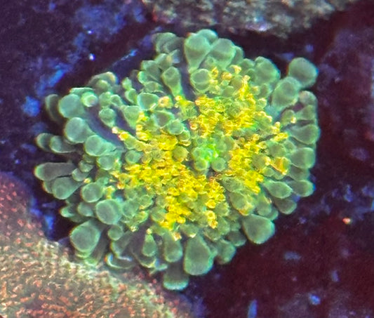 Orange yuma mushroom