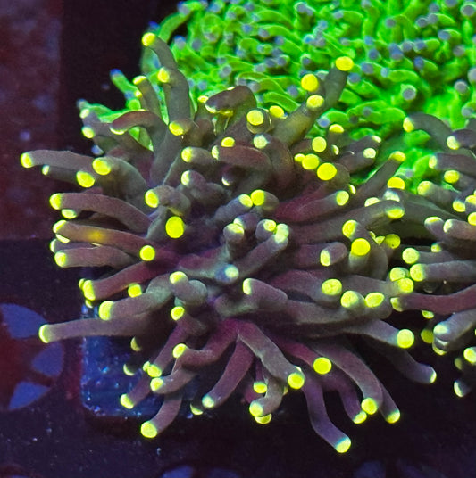 Yellow tip torch