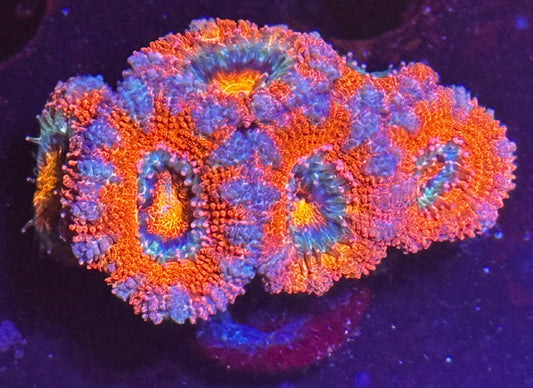 Rainbow acan chunk 2