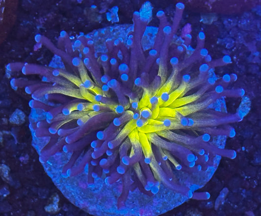 Jumbo Asian grafted torch