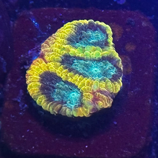 Favia of the gods