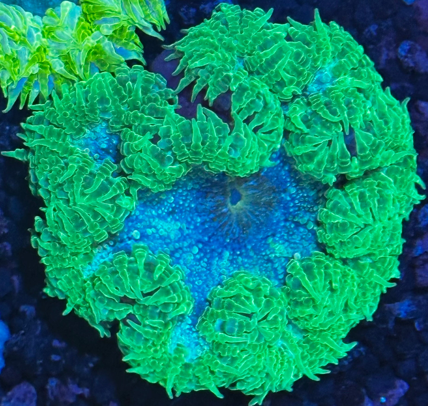Rock flower 2
