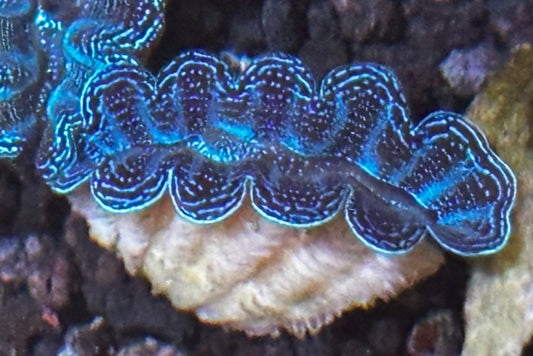 Small aquacultured crocea clam