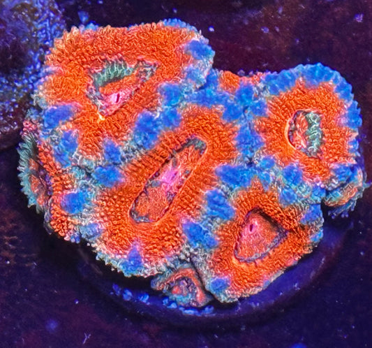 Rainbow acan chunk 1