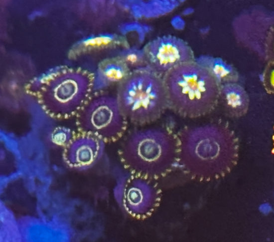 Daisy cutter/ hornet combo