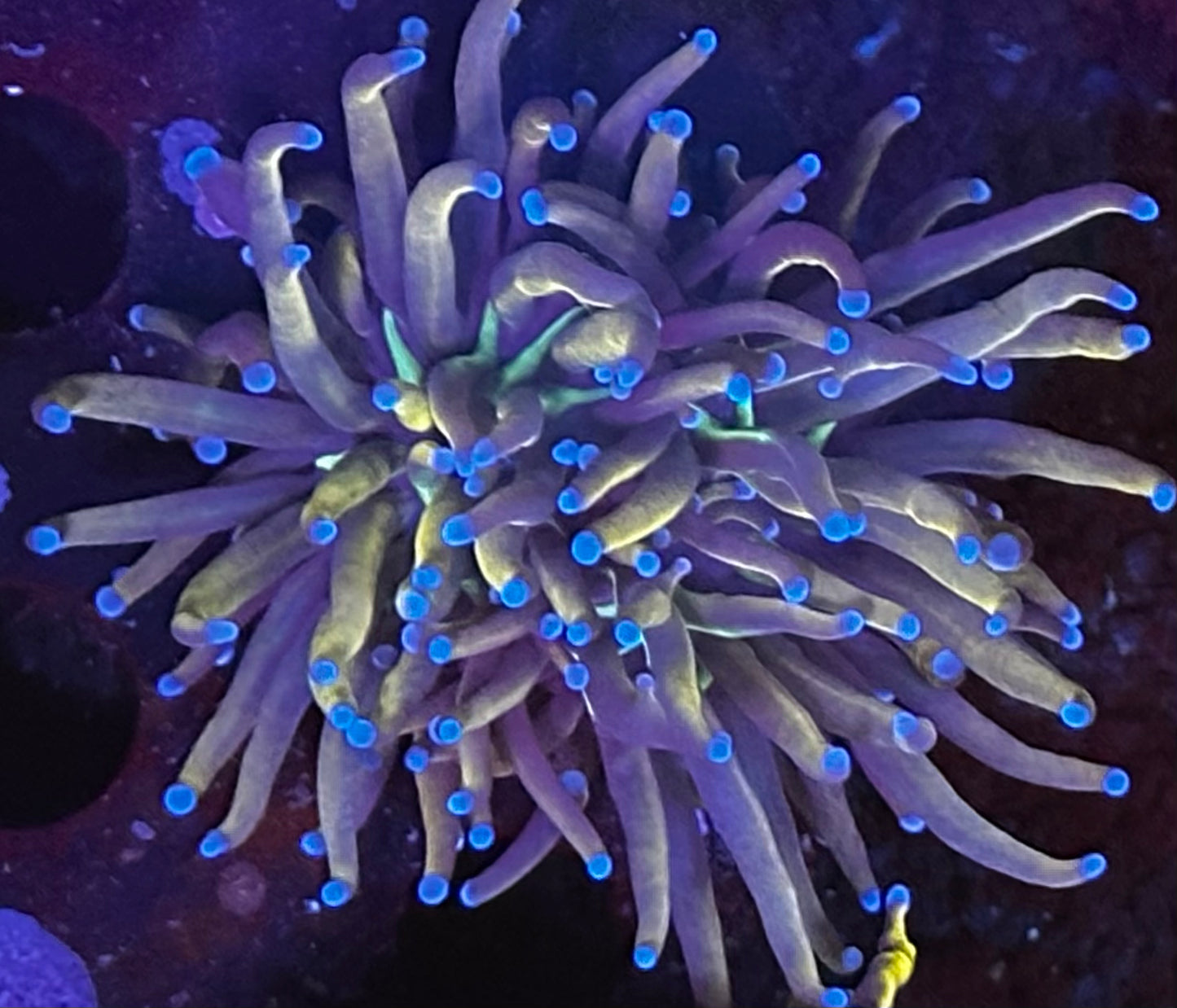 Malaysian knicks torch