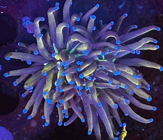 Malaysian knicks torch