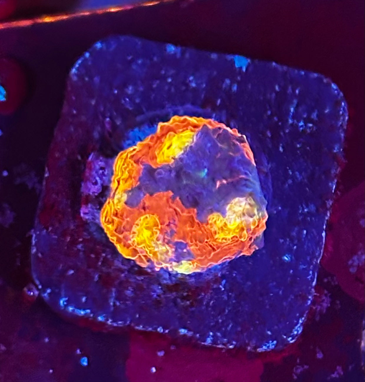 WWC Supa Fly chalice frag 2