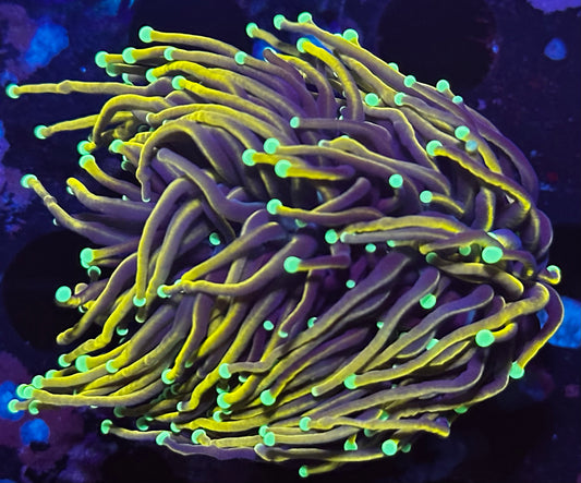 OG orange peel 2 heads