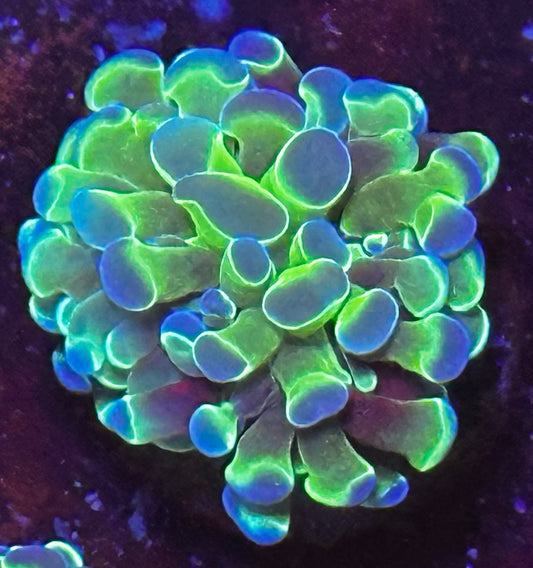 Hologram hammer