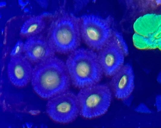 Cyber sale WWC AOI zoas *ONE PER CUSTOMER*