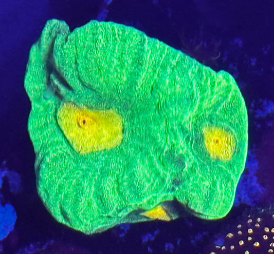 Space invader pectina chunk