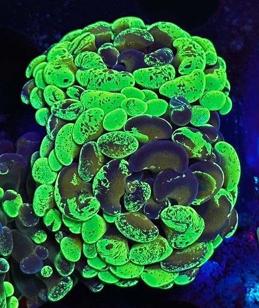 2 head splatter grafted hammer