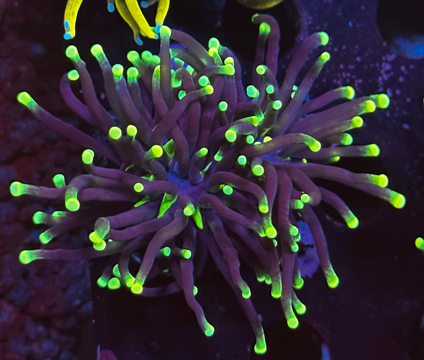 OG black light torch 2