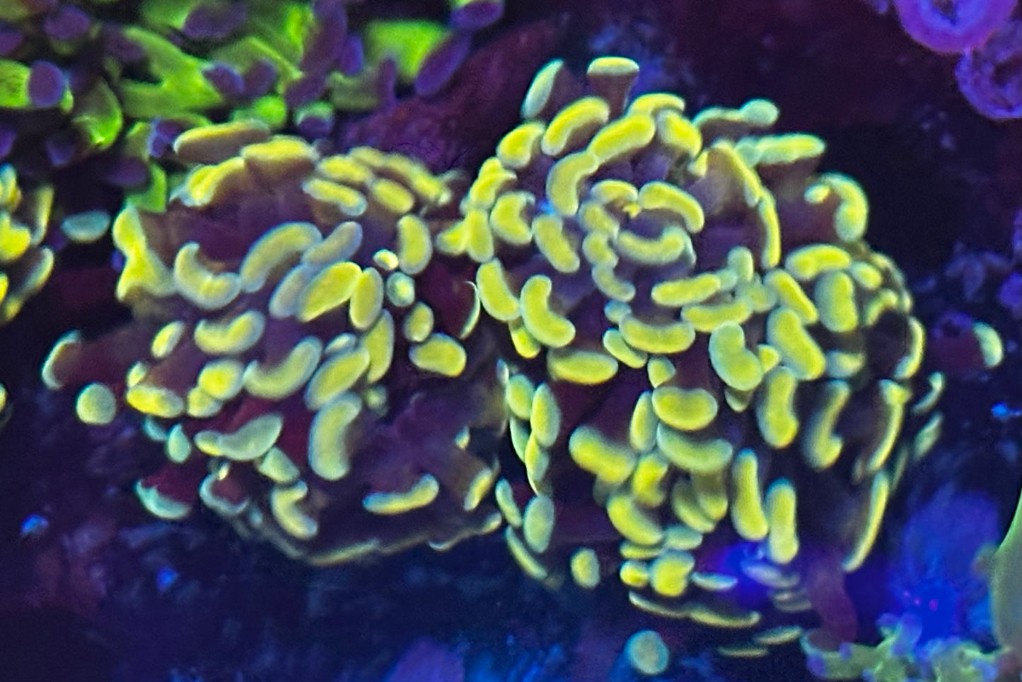 Gold hammer special 2 heads