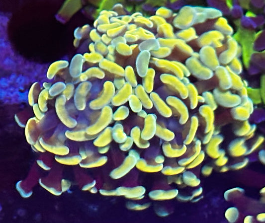 Gold hammer special 2 heads