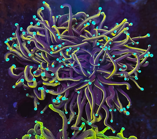 Jester torch 2 heads