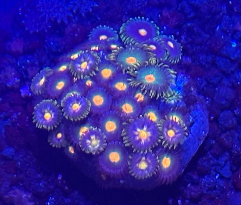 Zoa plate 2