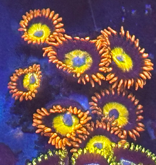 Fruit loop zoas