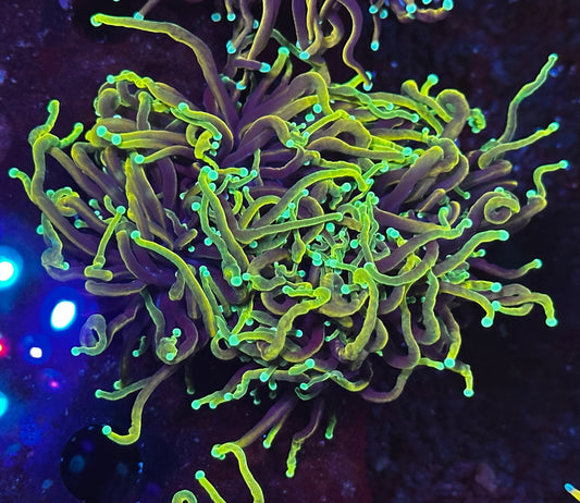 Dragon soul torch colony