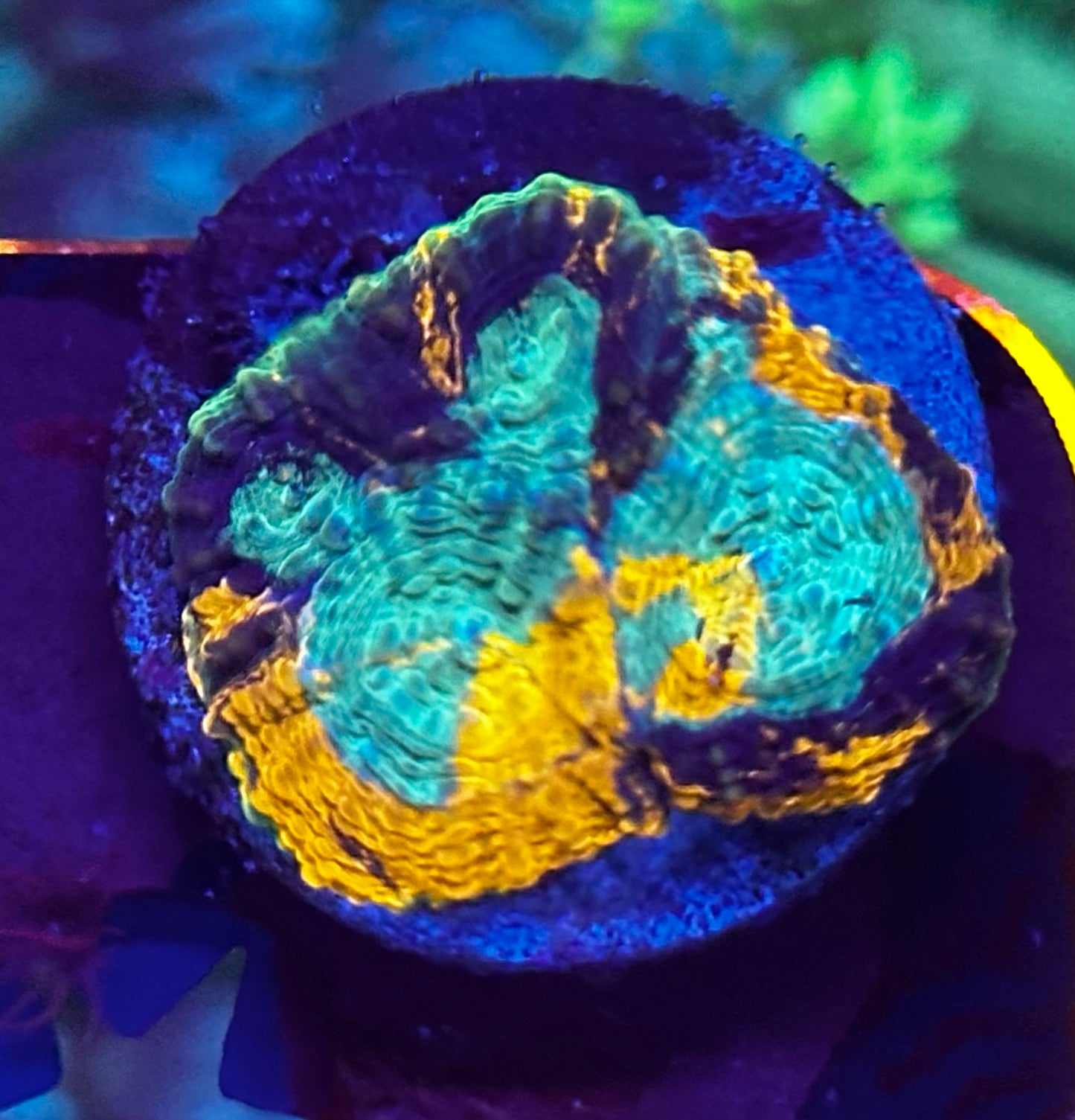 Rainbow acan echinata