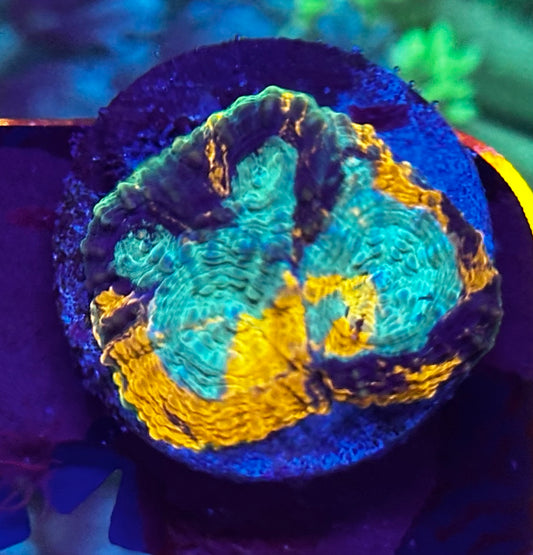Rainbow acan echinata