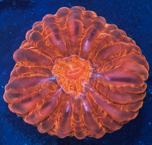 Pink cynarina