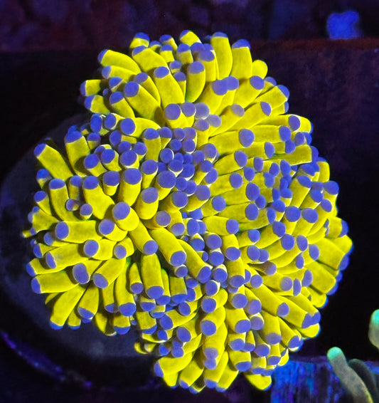 Banana grail torch