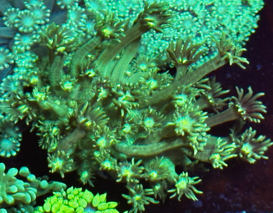 Green Goni