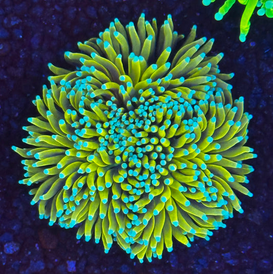 Banana torch splitting 3 ways