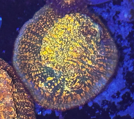 WWC stellaria chalice