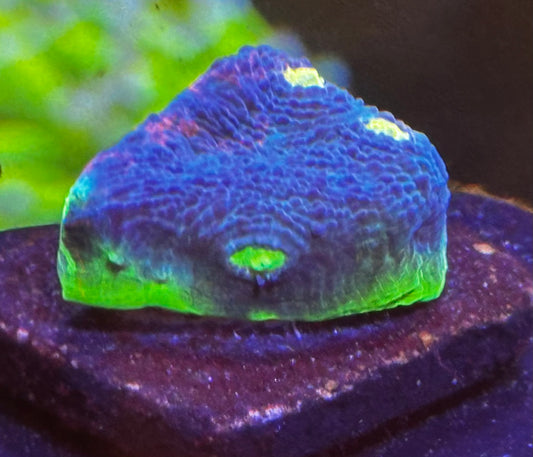 WWC jelly bean rainbow chalice