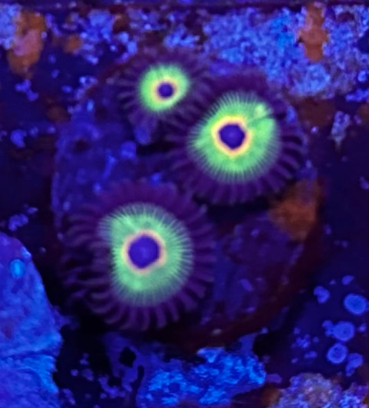 Bob Marley zoas