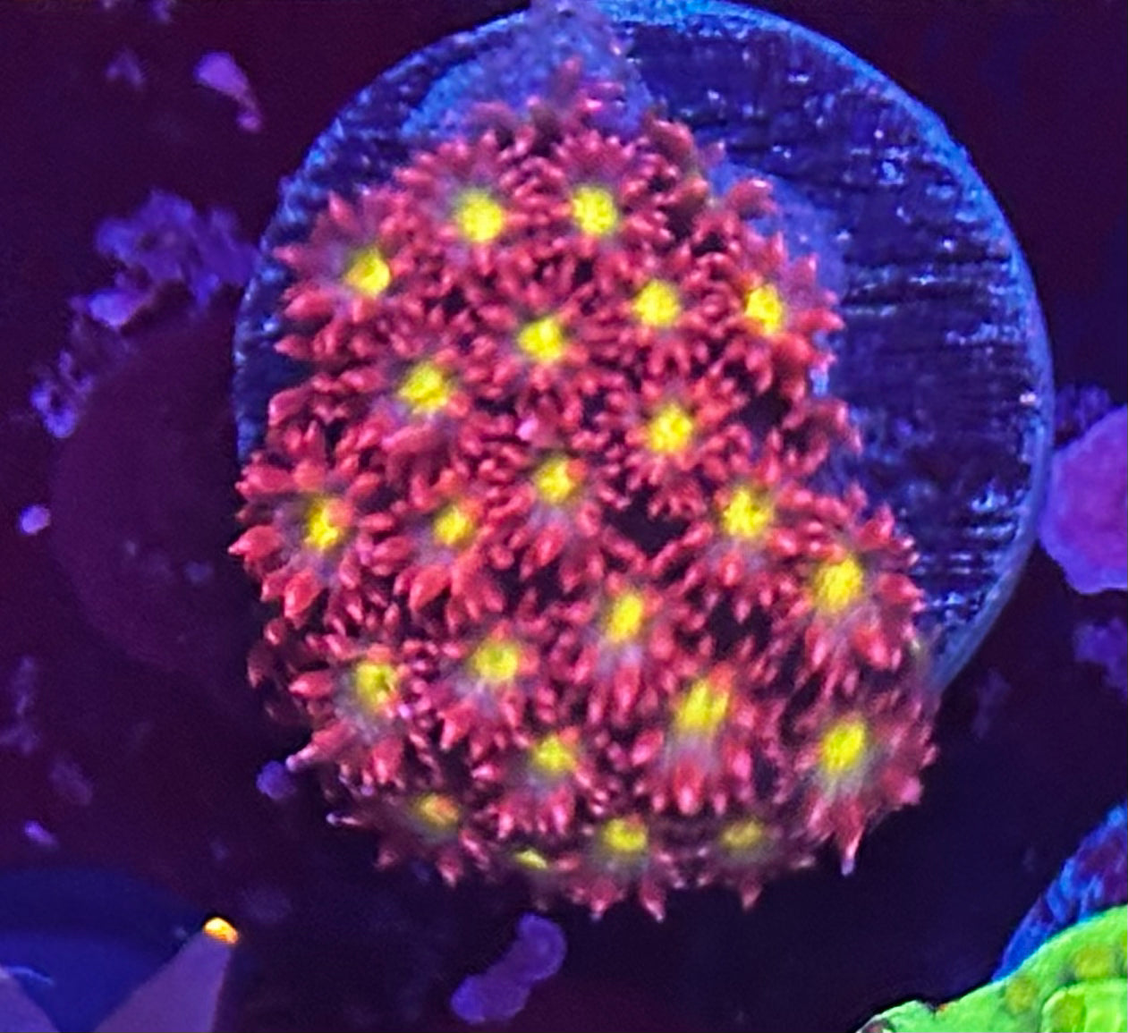 Yellow eye bernardopora (micro Goni)