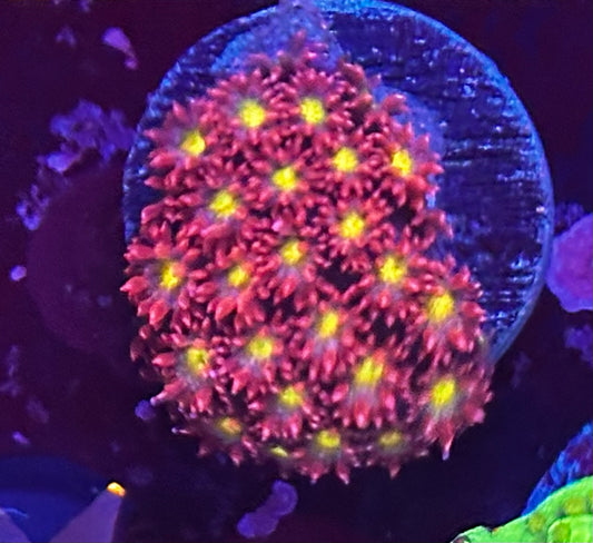 Yellow eye bernardopora (micro Goni)