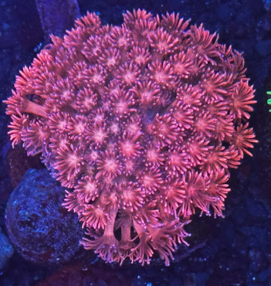 3” pink Goni colony