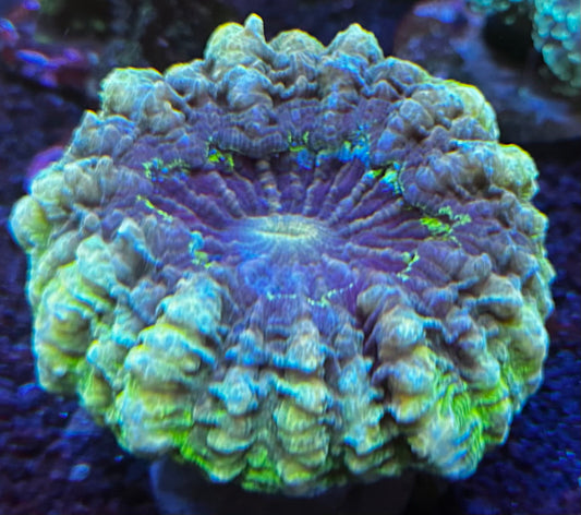 Ultra Acantho