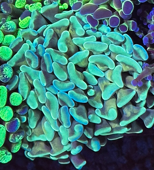 Splitting blue/gold hammer