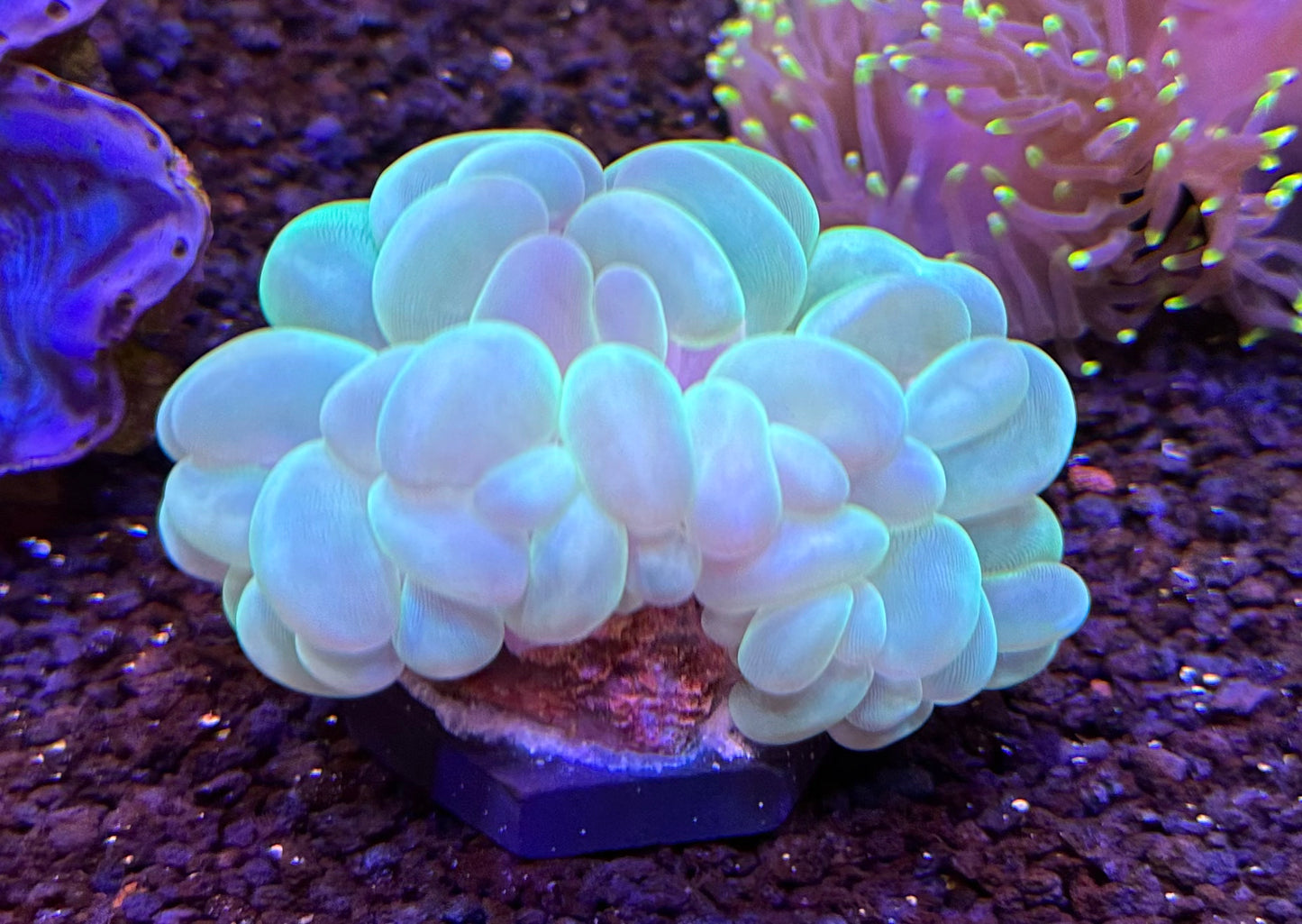 Bubble coral