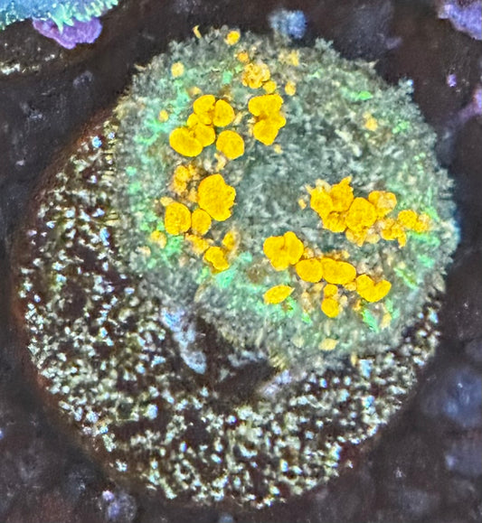 WWC Sunkist bounce mushroom