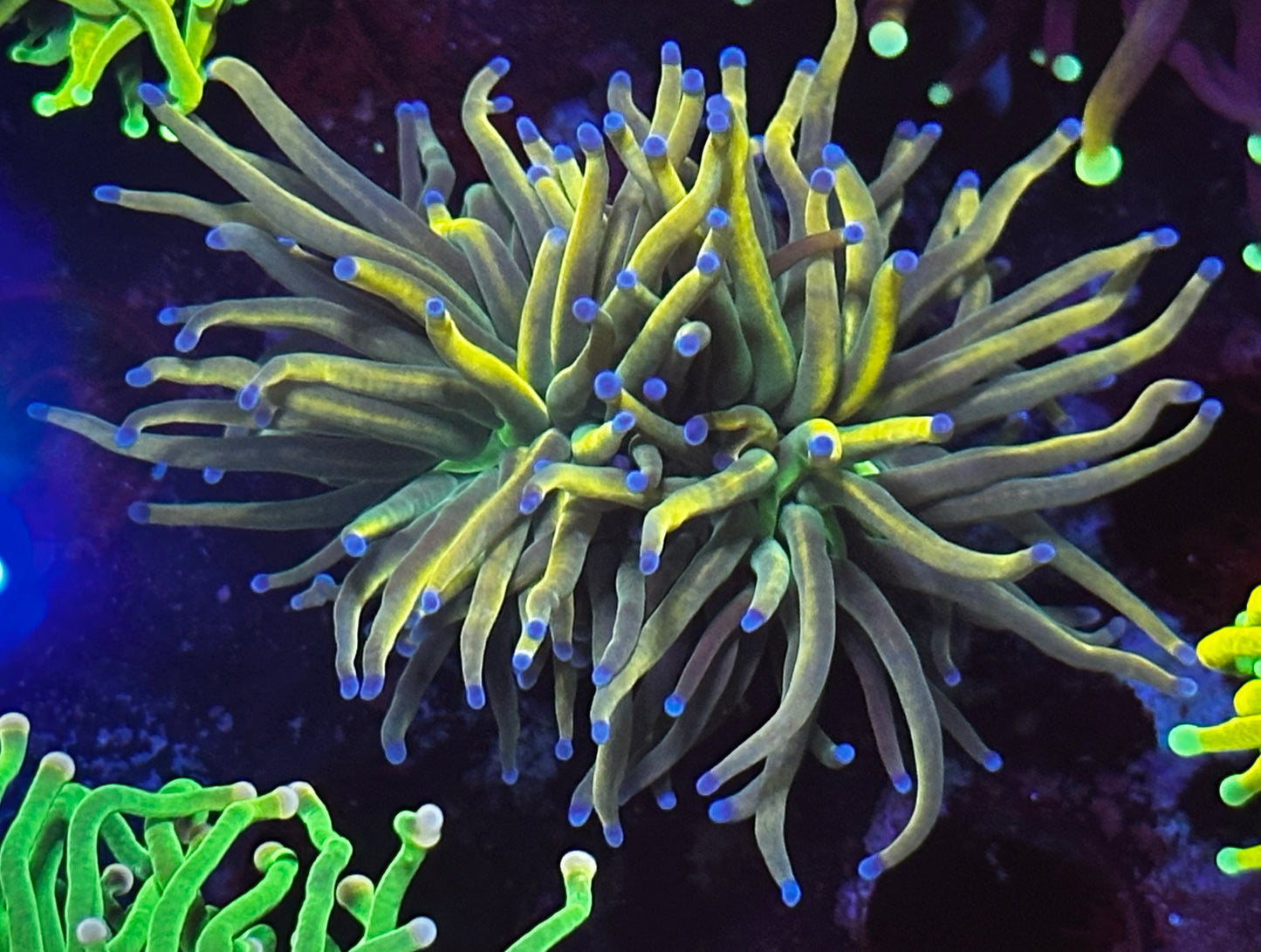 Splitting Dragon Tamer HG torch