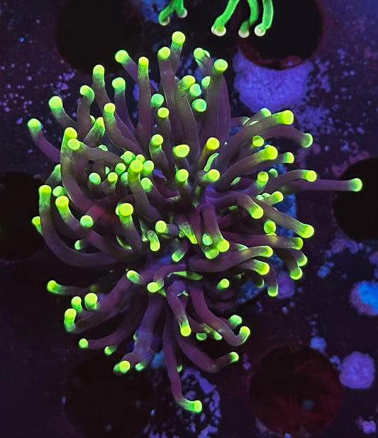 OG black light torch