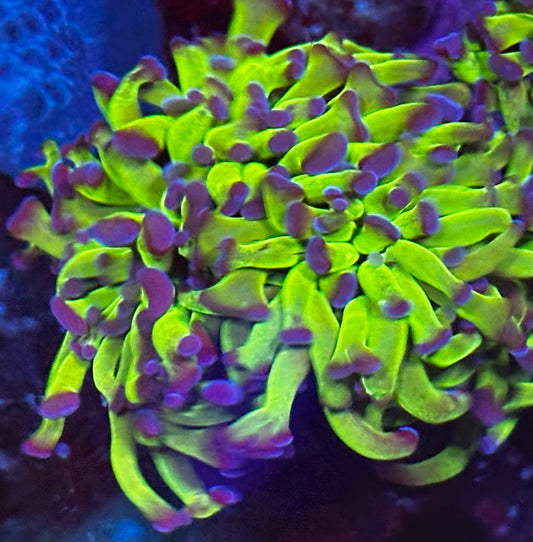 Green hammer special 2 heads