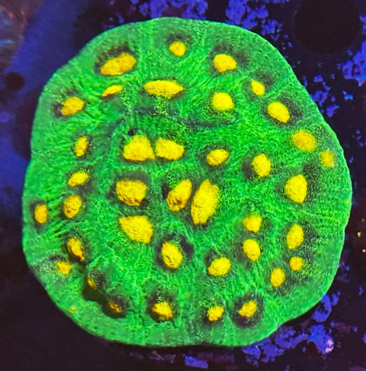 Raja rampage colony 3”