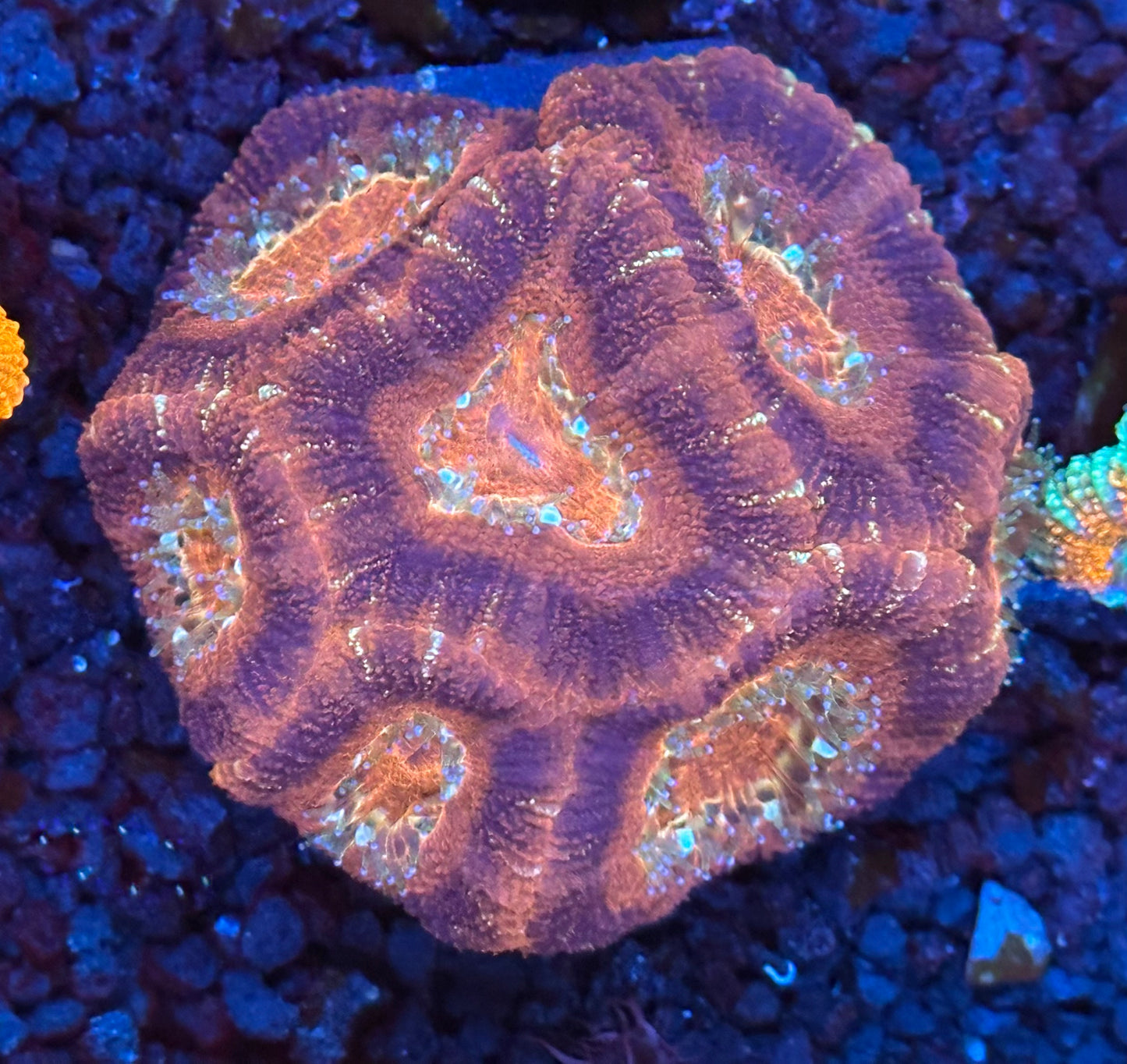 Asian Acan colony