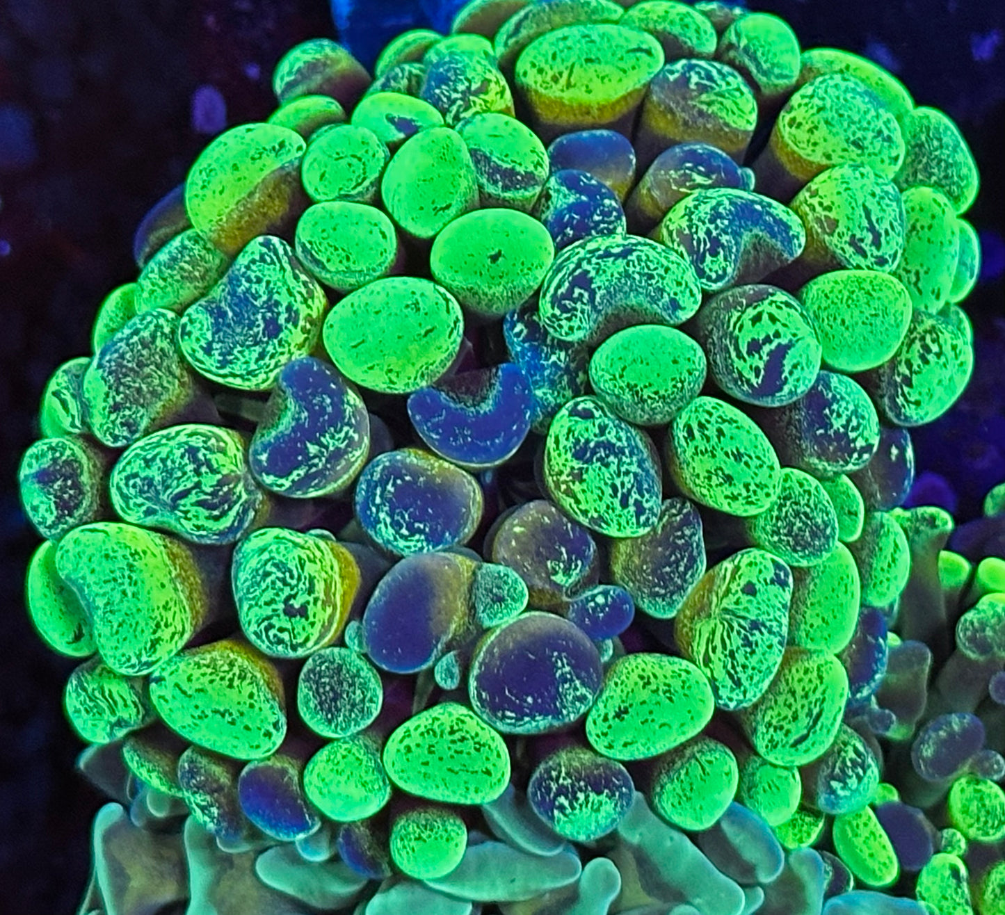 Splatter grafted hammer