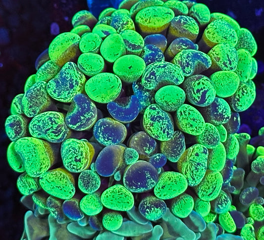 Splatter grafted hammer