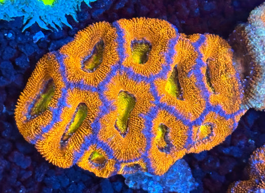 Rainbow Acan colony 3