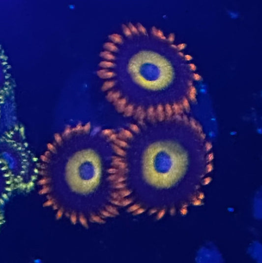 Fruit loop zoas