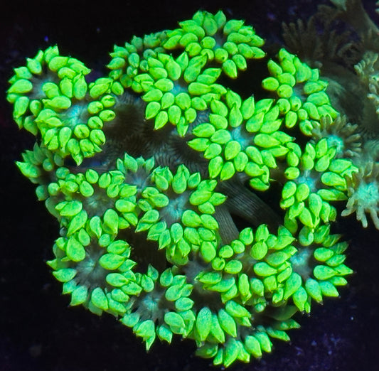 Ultra Goni frag
